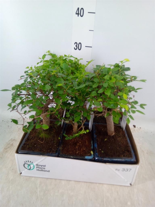 <h4>Bonsai ...mix</h4>