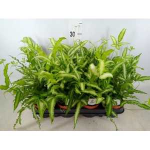 Pteris cretica 'Albolineata'