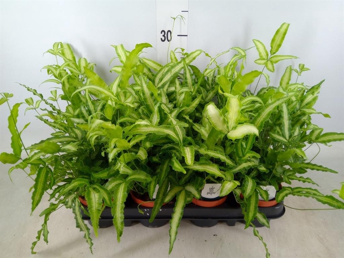 <h4>Pteris cretica 'Albolineata'</h4>