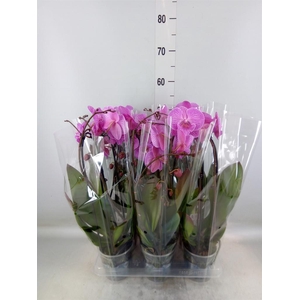 Phalaenopsis  'Elegant Cascade'