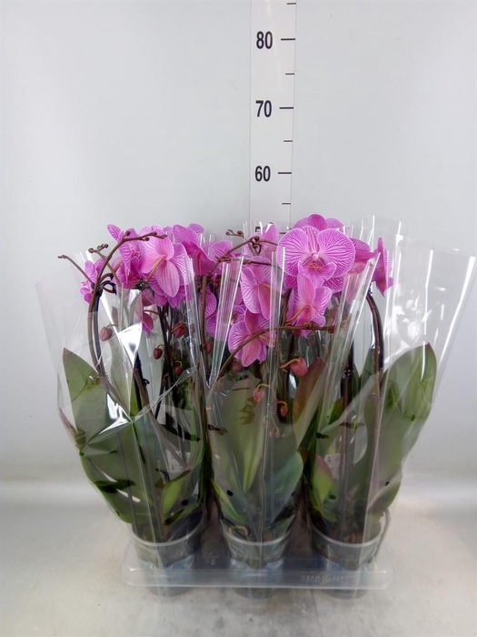 <h4>Phalaenopsis  'Elegant Cascade'</h4>