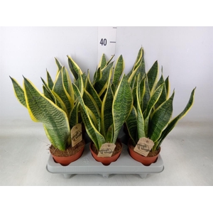 Sansevieria trifa. 'Futura Superba'