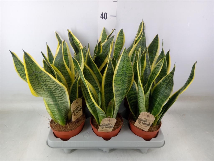 <h4>Sansevieria trifa. 'Futura Superba'</h4>