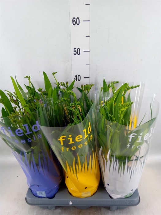 <h4>Freesia   ...</h4>