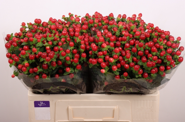 <h4>HYP TOMATO FLAIR</h4>