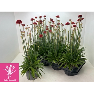 ARME PS BALLERIN RED