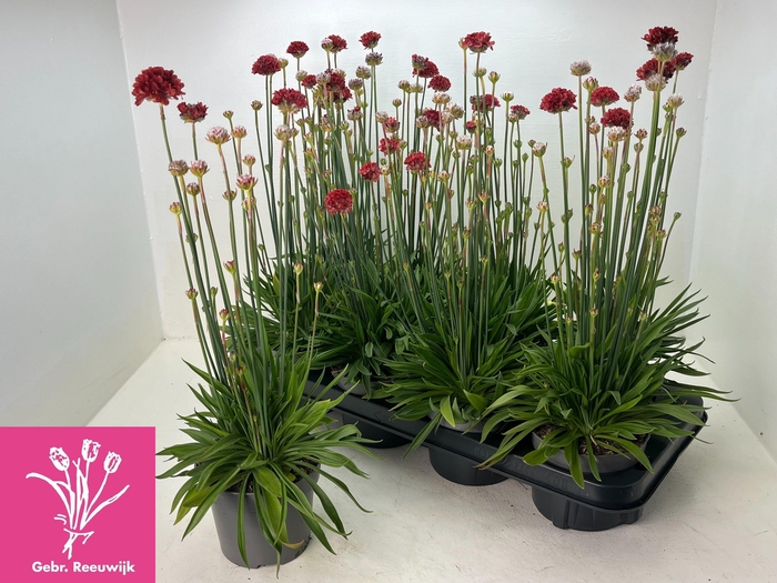 <h4>ARME PS BALLERIN RED</h4>