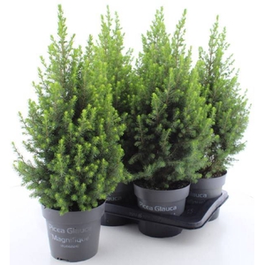 PICEA GL MAGNIFIQUE