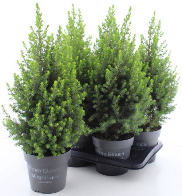 <h4>PICEA GL MAGNIFIQUE</h4>