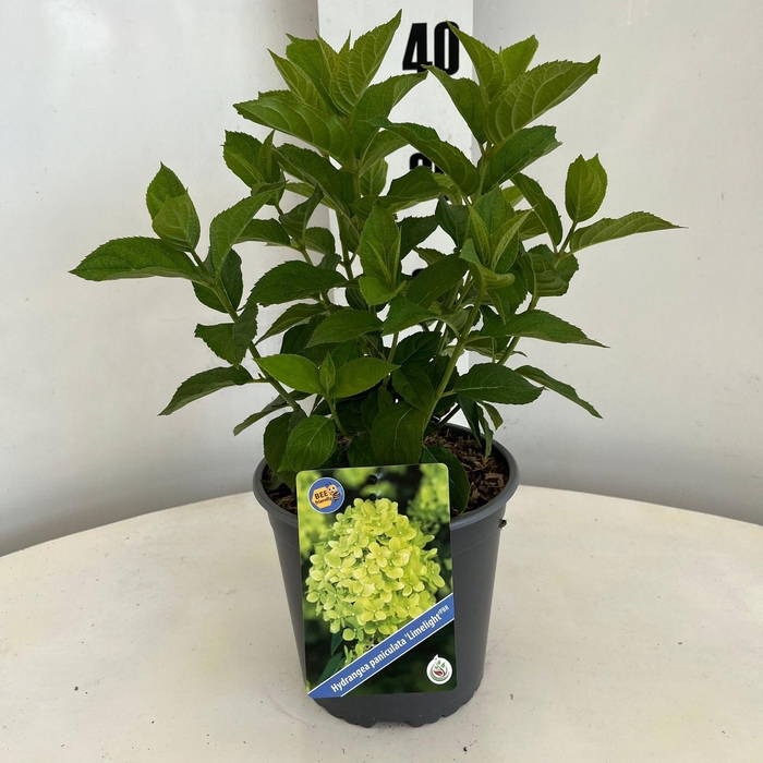 <h4>Hydrangea pan. ‘Limelight’® PBR</h4>