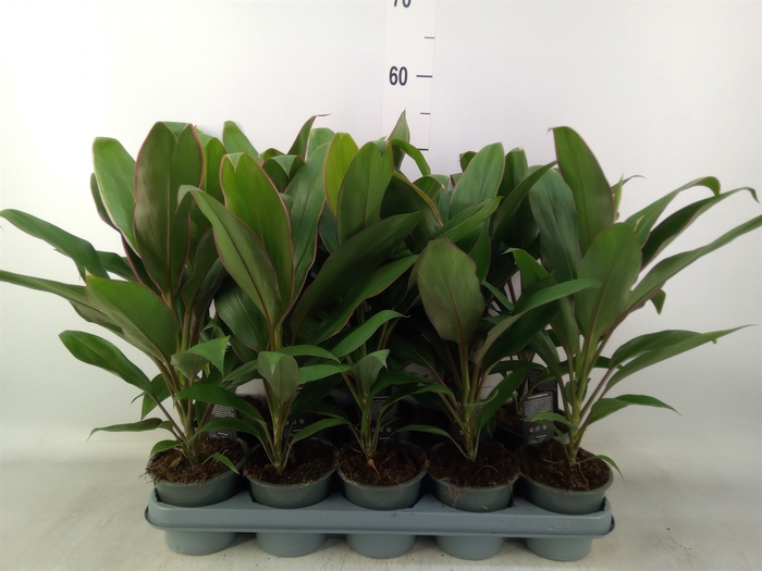 <h4>Cordyline fruti. 'Geraldo'</h4>
