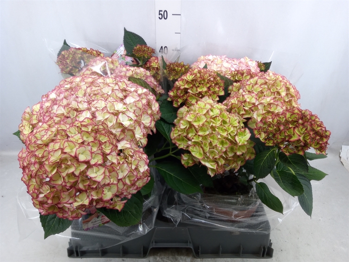 <h4>Hydrangea mac. 'Hi Moon'</h4>