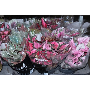 BEGONIA BELEAF P15 PO