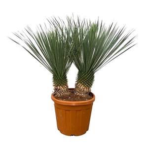 Yucca Rostrata double stam - 120cm