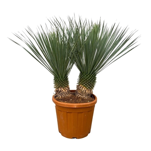 <h4>Yucca Rostrata double stam - 120cm</h4>