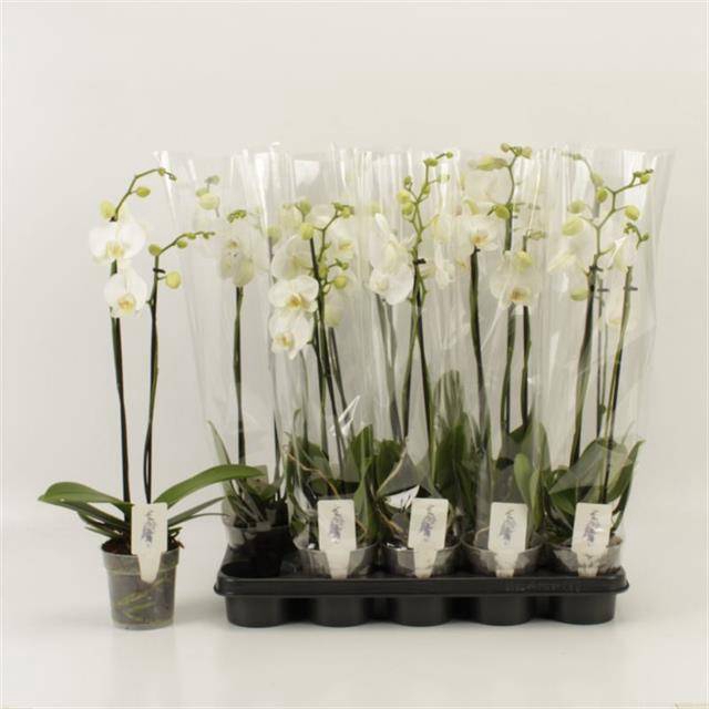 <h4>PHAL OV WIT</h4>