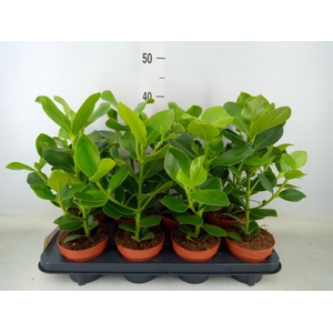 Clusia rosea 'Princess'