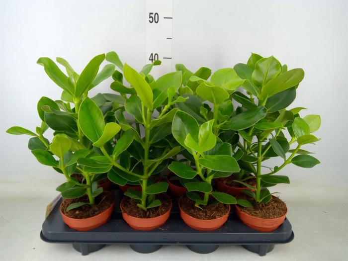 <h4>Clusia rosea 'Princess'</h4>