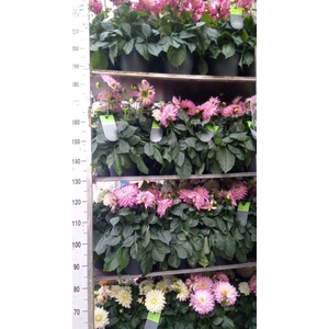 Dahlia DE 'XXL Aztec'   ...patio