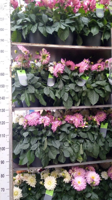 <h4>Dahlia DE 'XXL Aztec' ...patio</h4>