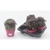 Aeonium Ab Velours