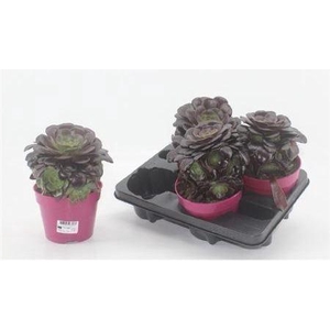 Aeonium Ab Velours