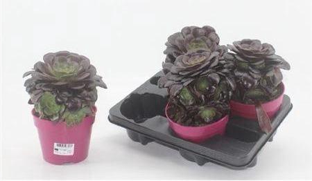 <h4>Aeonium Ab Velours</h4>