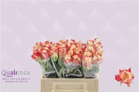 <h4>R GR CHAPEAU</h4>