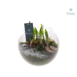 Glas Alverda Vissenkom met Narcissus