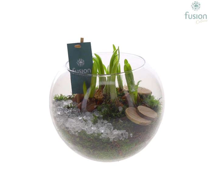 <h4>Glas Alverda Vissenkom met Narcissus</h4>