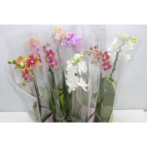 PHALAENOPSIS MINI P09