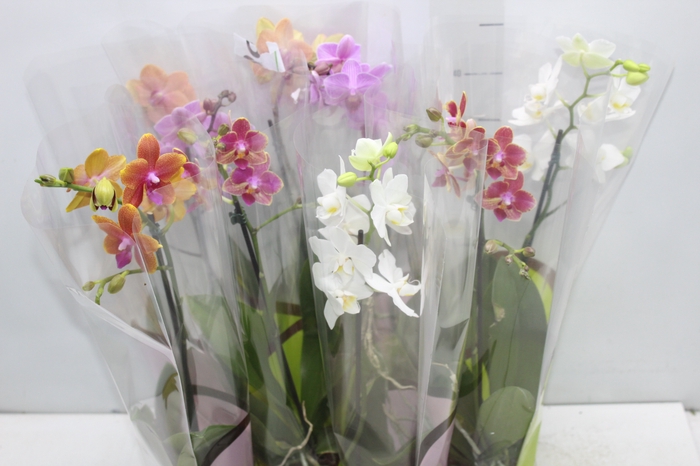 <h4>PHALAENOPSIS MINI P09</h4>