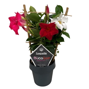 Mandevilla Sundaville Bicolor op rek (Dipladenia)