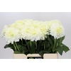 Dahlia White Wonder