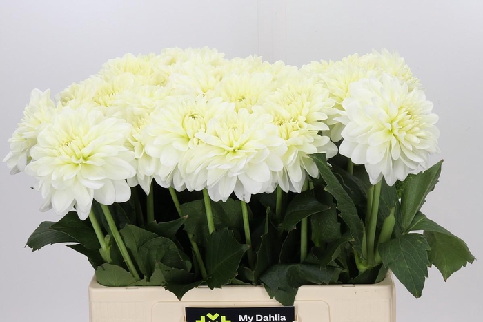 Dahlia White Wonder