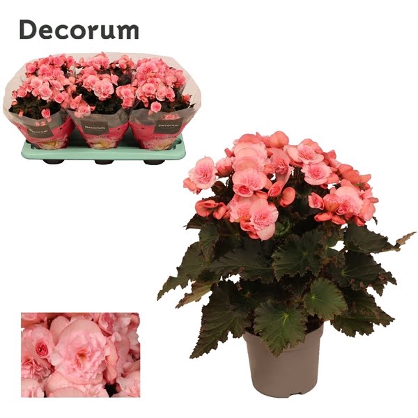 <h4>Begonia Joy Pink</h4>