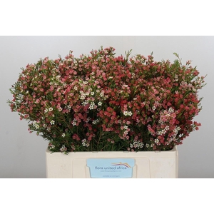 CHAME UN MY SWEET 16