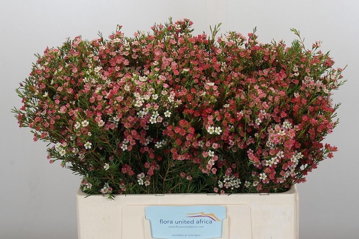 <h4>CHAME UN MY SWEET 16</h4>