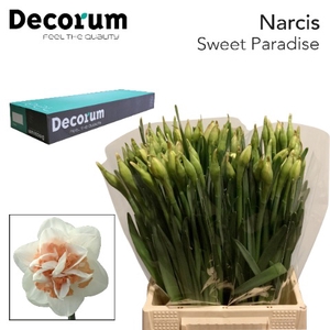 Narcissus Sweet Paradise Big Box 300