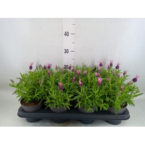 Lavandula stoec. 'Fant Early Pink'