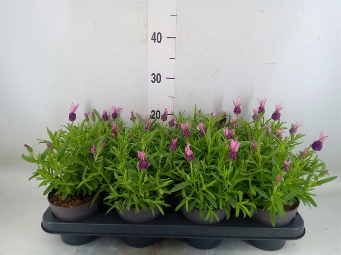 <h4>Lavandula stoec. 'Fant Early Pink'</h4>