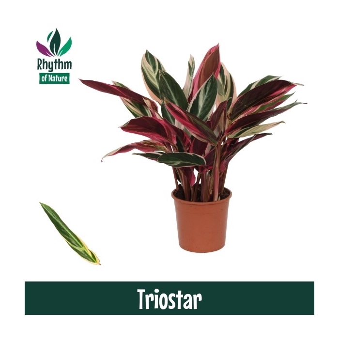 <h4>Calathea 14cm Triostar Rhythm of Nature (Stromanthe)</h4>