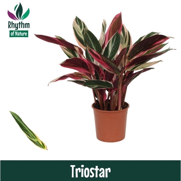 <h4>Calathea 14cm Triostar Rhythm of Nature (Stromanthe)</h4>