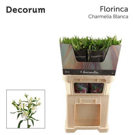 <h4>Alst Fl Charme Blanc</h4>