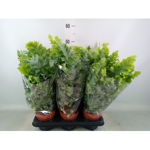 Phlebodium aureum 'Davana'