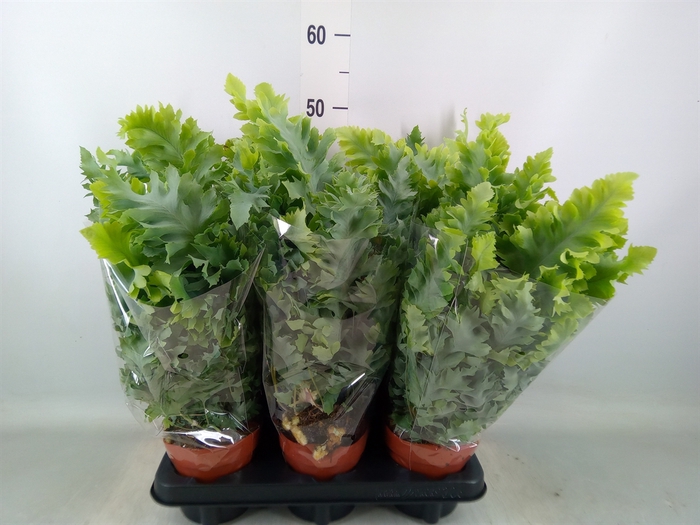 <h4>Phlebodium aureum 'Davana'</h4>