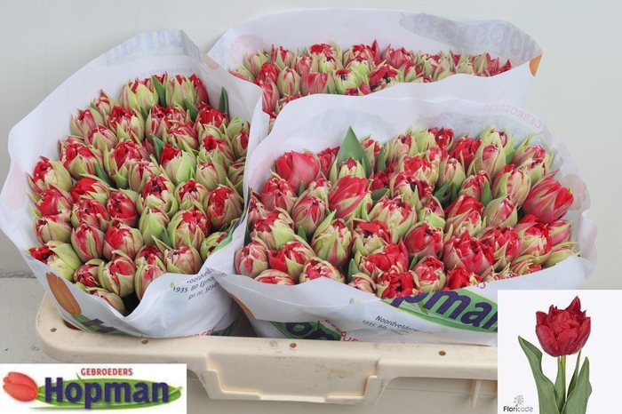 <h4>TU DU REMINDER</h4>