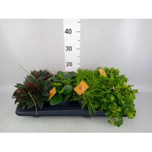 Peperomia   ...mix