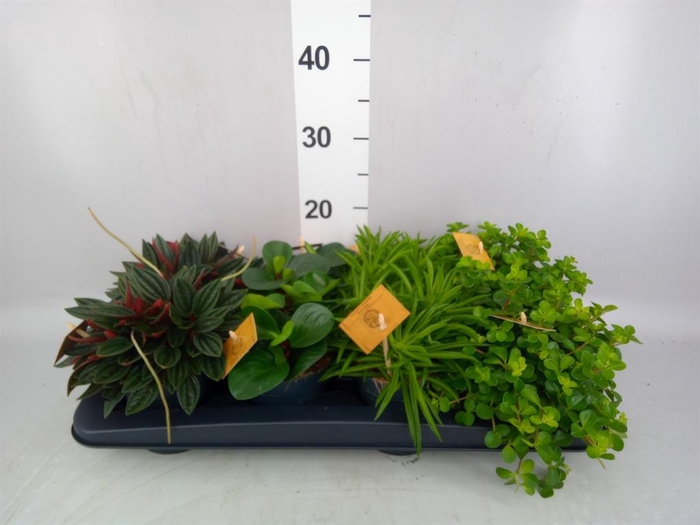 <h4>Peperomia   ...mix</h4>
