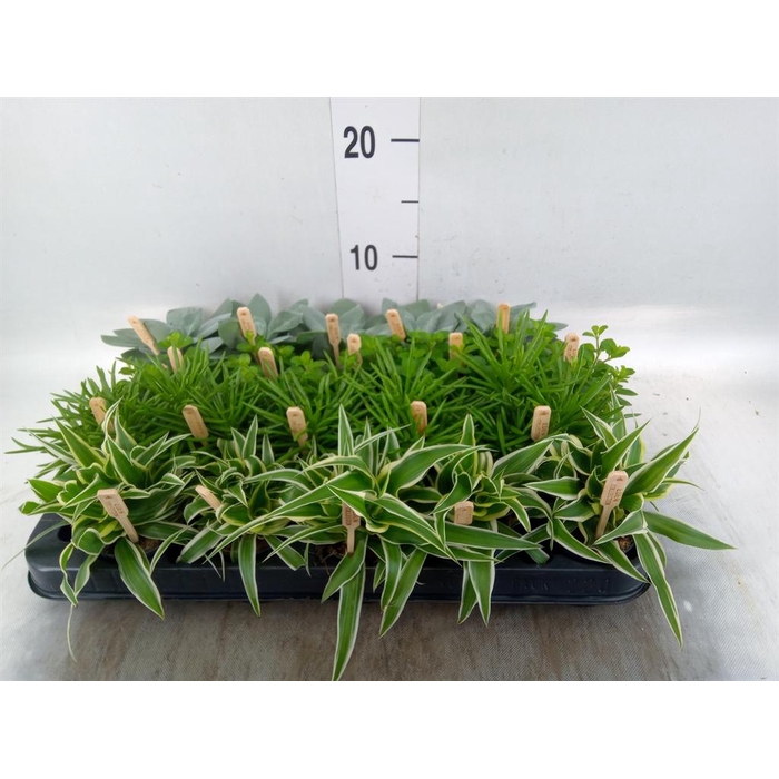 <h4>Planten  ..mix</h4>